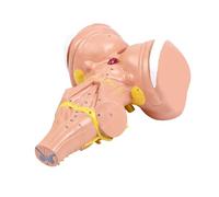 Profession Medicals Teaching Tool 3X Enlarged Human Brains Stem Anatomical Model for Anatomy Education Teaching Purposes Medical Training Model