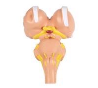 Profession Medicals Teaching Tool 3X Enlarged Human Brains Stem Anatomical Model for Anatomy Education Teaching Purposes Stem Model