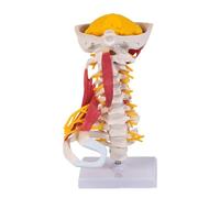 Professional Anatomical Human Cervical Muscle Model Human Neck Anatomy for Clinical Training Demonstration Neck Anatomical
