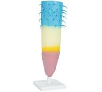 Professional Anatomical Plant Root Model Realistic Plant Root Anatomy Models For Classroom Learning And Lab Educational Cell Display Model