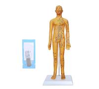 Professional body acupuncture model and needle set for Chinese education precise meridian point positioning point study model