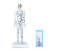 Professional body acupuncture model and needle set for Chinese education precise meridian point positioning point study model