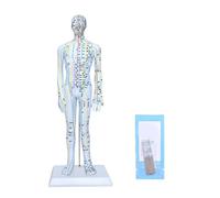 Professional body acupuncture model and needle set for Chinese education precise meridian point positioning point study model
