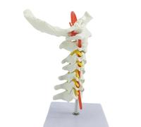 Professional Cervical Vertebrae Model Featuring Neuron Pathways, Carotid Artery & Occipital Bone for Student Demonstration Neck Anatomy Tool