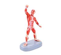Professional Exercise Muscles Structure Demonstration Model for Anatomy Education and Nursing Student Clinical Training PVC Anatomy Model for Artists