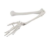 Professional Human Hand Arm Bone Model Upper Bone Model for Teaching Demonstration Anatomical Arm Bone Structure Humerus Radius Ulna Hand Bones Elbow Wrist Fingers Joints Medical