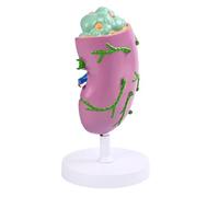Professional Human Lymphatic Structure Model Color Coded Lymph Node Anatomy Model for Classroom Teaching Demonstration Interactive