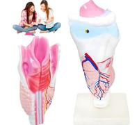 Professional Human Throat Model,Human Organ Anatomical Model,Study Display Teaching Model,26X10cm