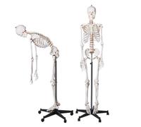 Professional Life Size Human Skeleton Model 170cm for Anatomy & Physiology,1pcs