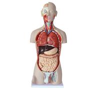 Professional Male Human Torso Anatomy Model Life-Size Medical Teaching Model with Removable Organs for Surgery Planning Human Model