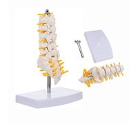 Professional Medical Human Lumbar Spine Model, 27×12×10 Cm Lumbar Vertebrae Anatomical Model with Sacrum & Coccyx, Herni