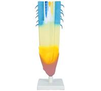 Professional Plant Root Anatomical Model Realistic Plant Root Anatomy Model for Classroom Learning and Laboratory Biology Educational Equipment