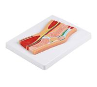 Professional Sectional Patella Joint Model PVC for Patient Communication Use Sectional Anatomical Knee PVC Patella Knee Anatomy for Clinical Training Patient Communication Use