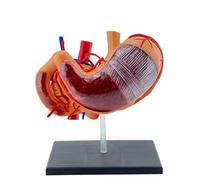 Professionals PVC 4D Stomach Anatomy Science Model PVC 4D Stomach Anatomy Model for Medicals Exams & Science Exhibitions Educational Gastric Classroom Display Medicals Student Study Aid Healthcare