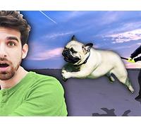 Project Zorgo Dog has me Hiding in Abandoned Junkyard (Winter Mountain Riddles Recap Decoder Wheel)