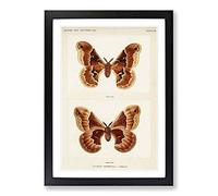 Promethea Silk Moth by S.F. Denton Framed Print | A2 Black Framed Wall Art | Ready to Hang | Modern Nature Picture | Living Room Bedroom Lounge Office