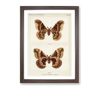 Promethea Silk Moth By S.F. Denton Vintage Framed Wall Art Print, Ready to Hang Picture for Living Room Bedroom Home Office Décor, Walnut A4 (34 x 25 cm)