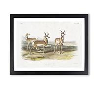 Prong Horned Antelope By John Woodhouse Audubon Vintage Framed Print | A3 Black Framed Wall Art | Ready to Hang | Classic Nature Picture | Living Room Bedroom Lounge Office