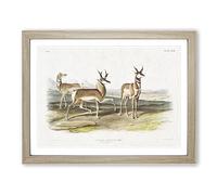 Prong Horned Antelope By John Woodhouse Audubon Vintage Framed Print | A3 Oak Framed Wall Art | Ready to Hang | Classic Nature Picture | Living Room Bedroom Lounge Office