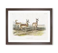 Prong Horned Antelope By John Woodhouse Audubon Vintage Framed Print | A3 Walnut Framed Wall Art | Ready to Hang | Classic Nature Picture | Living Room Bedroom Lounge Office