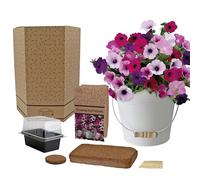 Pronto Seed Petunia Flower Growing Kit with Cream Bucket | Thoughtful gardening gift for women. Lovely Christmas or birthday present idea with decorative planter.
