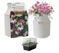 Pronto Seed Sweet Pea Flower Seeds Grow Your Own Flowers Kit With Decorative Milk Churn Planter Gardening Gifts For Women And Men