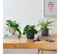 Propagation Potted House Plant Bundle