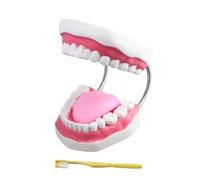 Proportionally Accurate Human Teeth Model with Movable Tongue Easy to Observe Can Teach Kids Knowledge About Tooth Care Care Model Kids