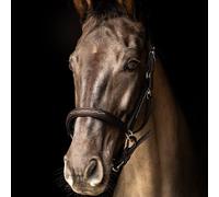 Propresicce Softy Leather Head Collar by Hy Equestrian - Pony · Brown/Silver Hardware
