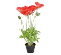 Props4shows Artificial Red Potted Poppy Plant