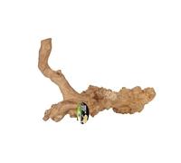 ProRep Jakarta Reptile Branch Extra Large | Natural Coffee Wood Climbing Branch | Arboreal Vivarium & Terrarium Decor | Basking & Enrichment Accessory | XL Size for Large Enclosures