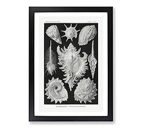Prosobranchia Sea Snails by Ernst Haeckel Framed Print | A2 Black Framed Wall Art | Ready to Hang | Modern Nautical Picture | Living Room Bedroom Lounge Office