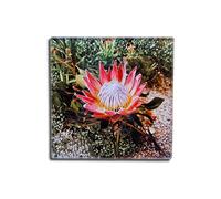 Protea South African National Flower Glass Coasters, Square, 10 x 10 Centimetres, 2 Pack