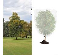 Protective mesh plant cover featuring zipper and drawstring to shield fruit trees and garden plants from pests in various agricultural settings (1.8 * 1.8m)