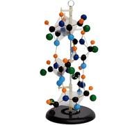 Protein Secondary Structure Model, Removerable Biology Teaching Models, 3D Protein Structure Model, Structure of Biological Macromolecules, for Scientific Experiment & Classroom Demonstration