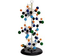 Protein Secondary Structure Model Teaching Model Protein Secondary Structure Model Removerable Biology Teaching Models Scientific Experiment Teaching Aids