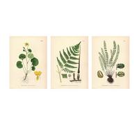 ProTuning BILD Poster, flower and fern, 50x70 cm