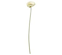 ProTuning SMYCKA Artificial flower, in/outdoor Poppy/white, 51 cm