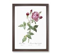 Provence Rose In Pink By Pierre Joseph Redoute Vintage Framed Print | A3 Walnut Framed Wall Art | Ready to Hang | Classic Floral Picture | Living Room Bedroom Lounge Office