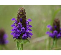 Prunella Vulgaris Self Heal 6 Plug Plants Wildflower