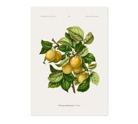 Prunes A, J, Wendel Poster, Vintage Botanical Prints, Encyclopedia Retro Fruit Illustration Wall Art Plants, Kitchen Home Decor, A2 (Print Only) - 59.4x42cm