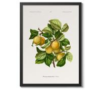 Prunes A, J, Wendel Poster, Vintage Botanical Prints, Encyclopedia Retro Fruit Illustration Wall Art Plants, Kitchen Home Decor, A5 (Black Frame) - 24.1x17.9cm