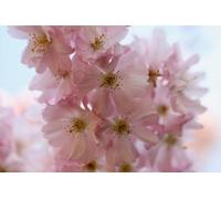 Prunus Amanogawa Flagpole Flowering Cherry Tree 6Ft In A 7.5 Litre Pot By Direct Plants