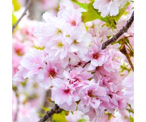 Prunus 'Amanogawa' | Japanese Flowering Cherry | Ornamental Garden Tree | 5-6Ft