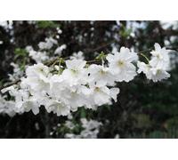 Prunus Autumnalis White Cherry Blossom Tree 5-6Ft Tall By Direct Plants