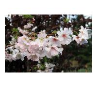 Prunus Autumnalis White Flowering Cherry Tree 5-6ft Supplied in a 7.5 Litre Pot