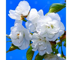 Prunus Avium 'Plena' | Wild Cherry | Ornamental Garden Tree | 5-6Ft