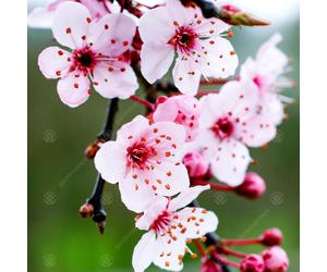 Prunus Cerasifera 'Pissardii Nigra' | Purple Leaved Plum | Fruit Tree | 4-5Ft