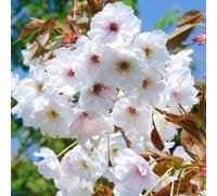 Prunus Fragrant Cloud | Flowering Cherry | Ornamental Garden Tree | 5-6Ft