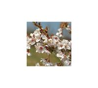 Prunus incisa Kojo-no-mai (9cm)